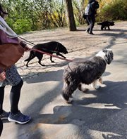 220329-Chien-3-jpeg.jpg